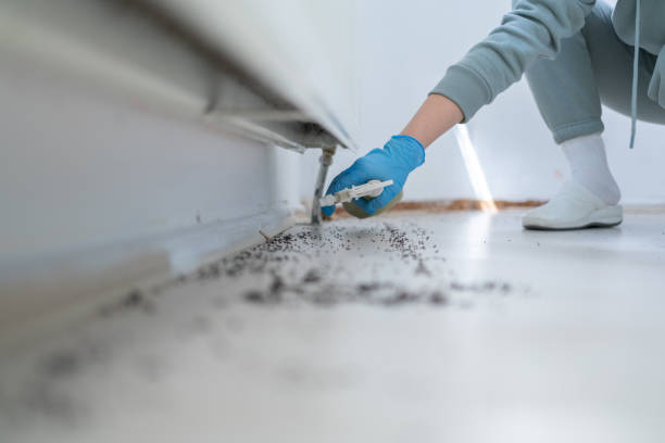 Professional Pest Control in Falmouth Foreside, ME